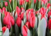 Tulipa Gran Reserva (2)